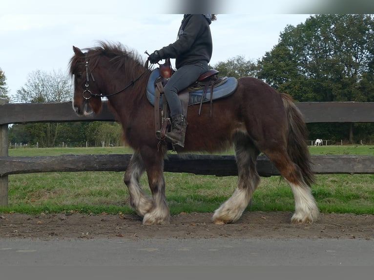 Cob Irlandese / Tinker / Gypsy Vanner Castrone 11 Anni 136 cm Sauro in Lathen