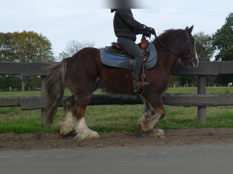 Cob Irlandese / Tinker / Gypsy Vanner Castrone 11 Anni 136 cm Sauro in Lathen