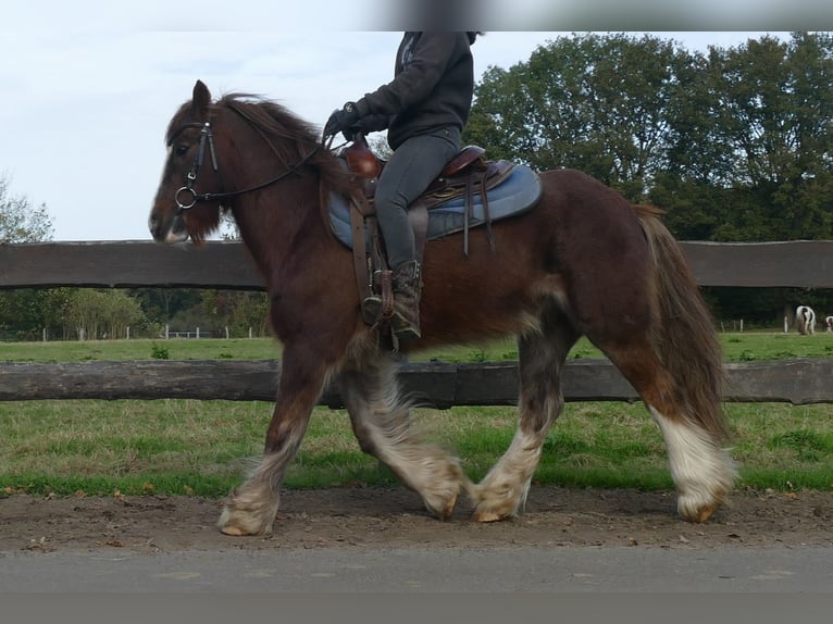 Cob Irlandese / Tinker / Gypsy Vanner Castrone 11 Anni 136 cm Sauro in Lathen