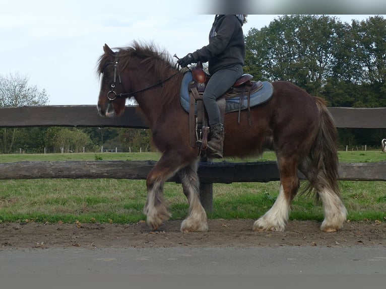 Cob Irlandese / Tinker / Gypsy Vanner Castrone 11 Anni 136 cm Sauro in Lathen