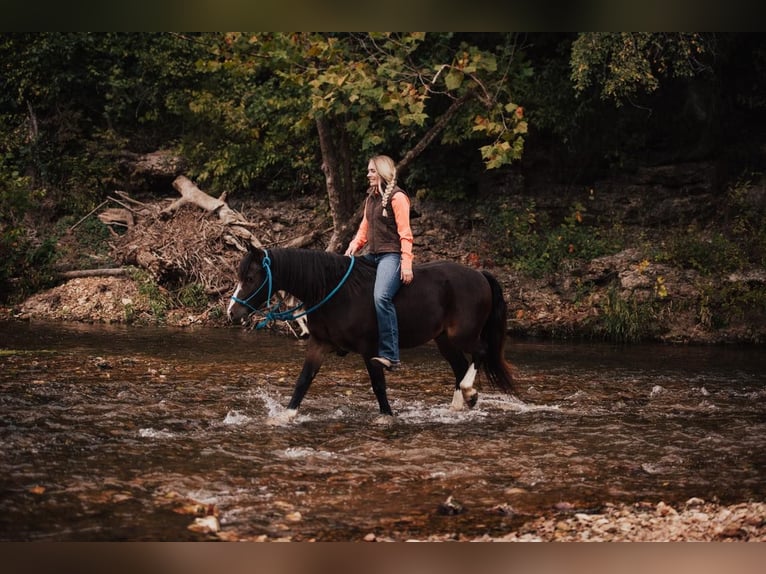 Cob Irlandese / Tinker / Gypsy Vanner Castrone 11 Anni 137 cm Baio ciliegia in Berea KY