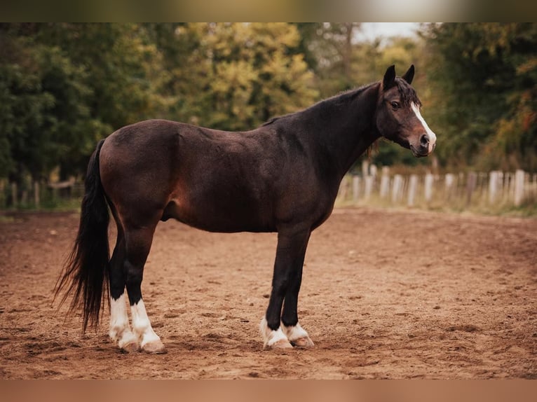 Cob Irlandese / Tinker / Gypsy Vanner Castrone 11 Anni 137 cm Baio ciliegia in Berea KY