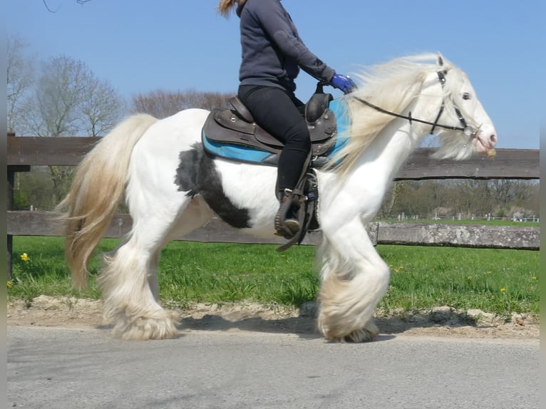 Cob Irlandese / Tinker / Gypsy Vanner Castrone 11 Anni 137 cm Pezzato in Lathen