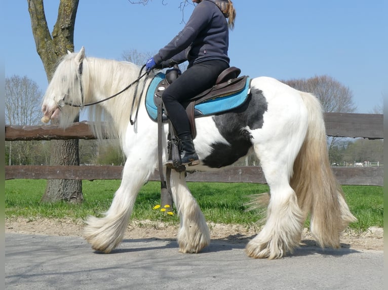 Cob Irlandese / Tinker / Gypsy Vanner Castrone 11 Anni 137 cm Pezzato in Lathen