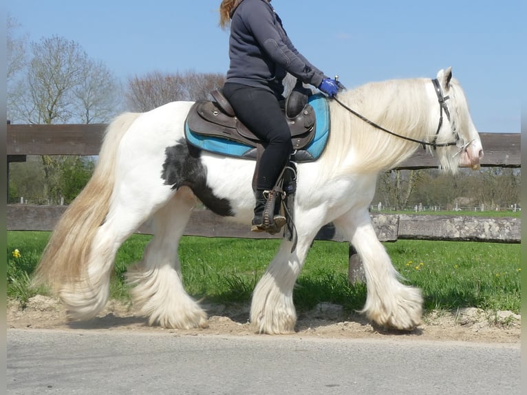 Cob Irlandese / Tinker / Gypsy Vanner Castrone 11 Anni 137 cm Pezzato in Lathen