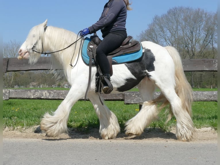 Cob Irlandese / Tinker / Gypsy Vanner Castrone 11 Anni 137 cm Pezzato in Lathen