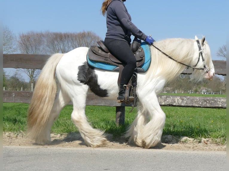 Cob Irlandese / Tinker / Gypsy Vanner Castrone 11 Anni 137 cm Pezzato in Lathen