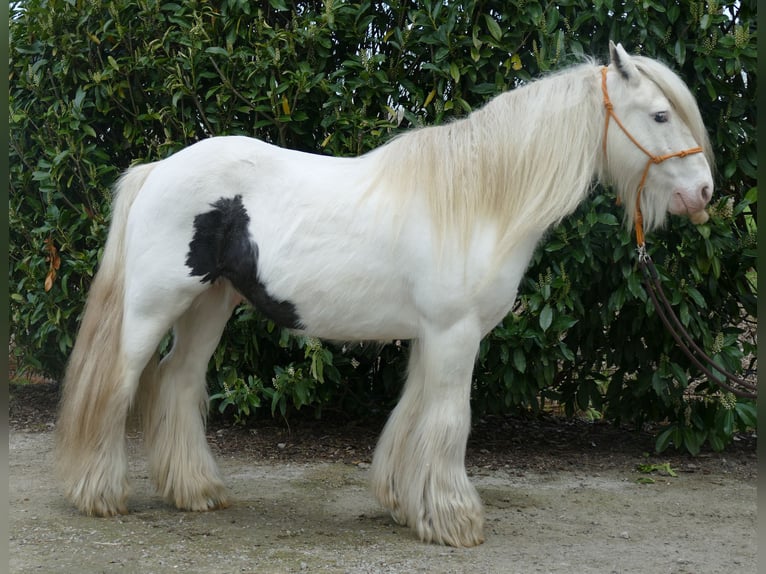 Cob Irlandese / Tinker / Gypsy Vanner Castrone 11 Anni 137 cm Pezzato in Lathen