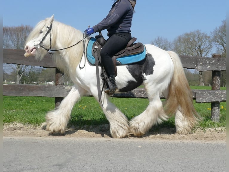 Cob Irlandese / Tinker / Gypsy Vanner Castrone 11 Anni 137 cm Pezzato in Lathen