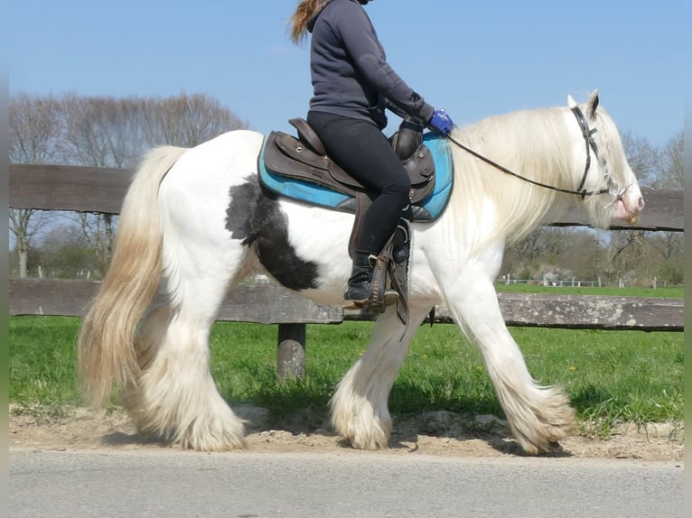 Cob Irlandese / Tinker / Gypsy Vanner Castrone 11 Anni 137 cm Pezzato in Lathen