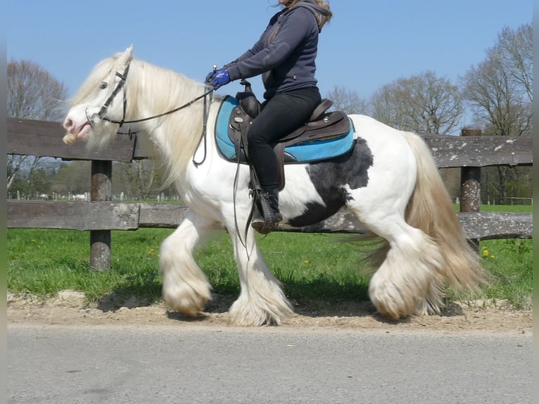 Cob Irlandese / Tinker / Gypsy Vanner Castrone 11 Anni 137 cm Pezzato in Lathen