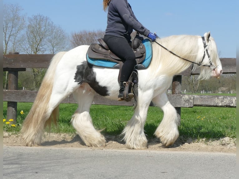 Cob Irlandese / Tinker / Gypsy Vanner Castrone 11 Anni 137 cm Pezzato in Lathen