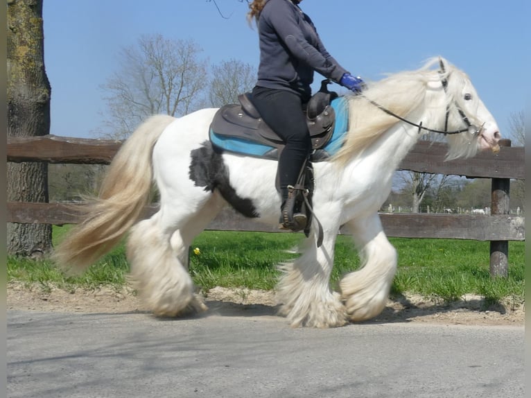 Cob Irlandese / Tinker / Gypsy Vanner Castrone 11 Anni 137 cm Pezzato in Lathen