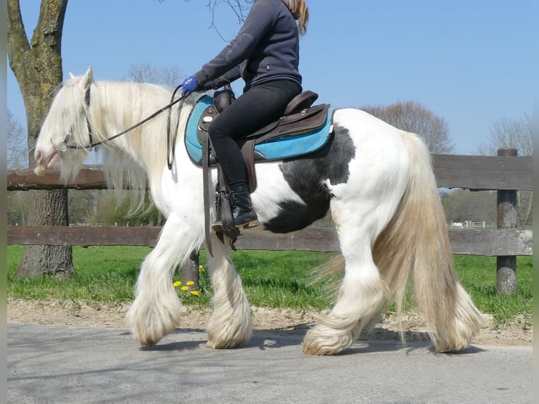 Cob Irlandese / Tinker / Gypsy Vanner Castrone 11 Anni 137 cm Pezzato in Lathen