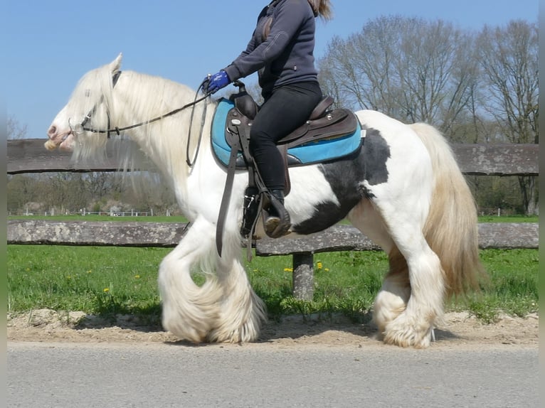 Cob Irlandese / Tinker / Gypsy Vanner Castrone 11 Anni 137 cm Pezzato in Lathen