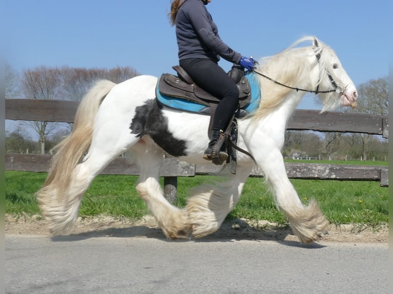 Cob Irlandese / Tinker / Gypsy Vanner Castrone 11 Anni 137 cm Pezzato in Lathen