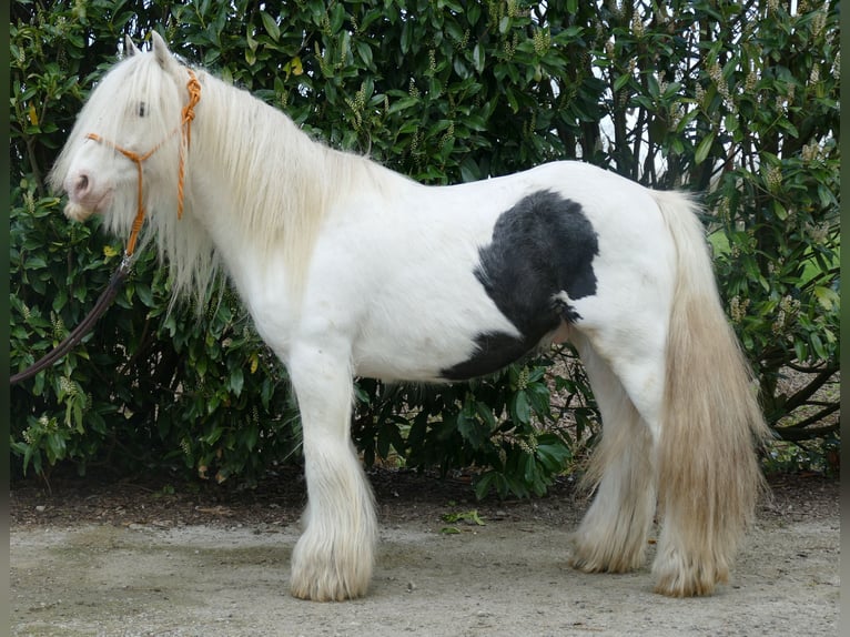 Cob Irlandese / Tinker / Gypsy Vanner Castrone 11 Anni 137 cm Pezzato in Lathen