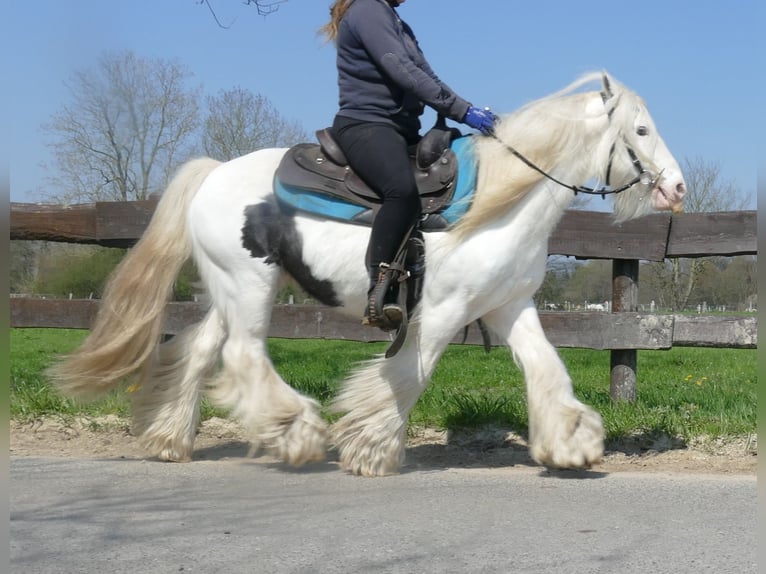 Cob Irlandese / Tinker / Gypsy Vanner Castrone 11 Anni 137 cm Pezzato in Lathen