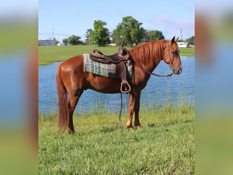 Cob Irlandese / Tinker / Gypsy Vanner Castrone 11 Anni 142 cm Sauro ciliegia in Whitley City, KY