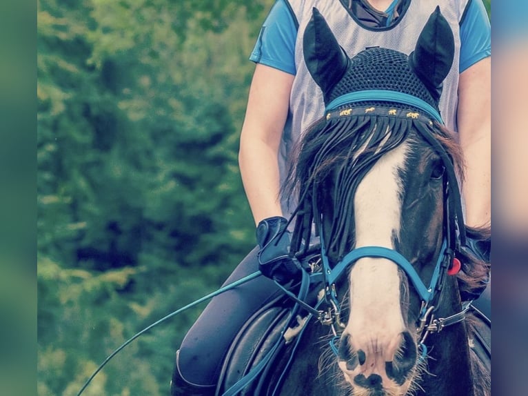 Cob Irlandese / Tinker / Gypsy Vanner Mix Castrone 11 Anni 144 cm in Melle / Dielingdorf