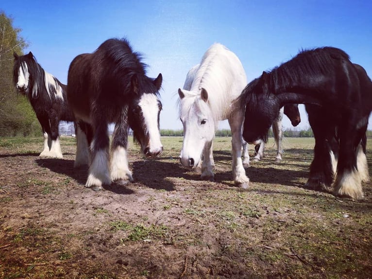 Cob Irlandese / Tinker / Gypsy Vanner Castrone 11 Anni 145 cm Morello in Metelen