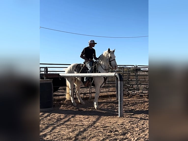 Cob Irlandese / Tinker / Gypsy Vanner Mix Castrone 11 Anni 147 cm in Marana, AZ