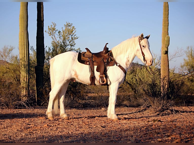 Cob Irlandese / Tinker / Gypsy Vanner Mix Castrone 11 Anni 147 cm in Marana, AZ