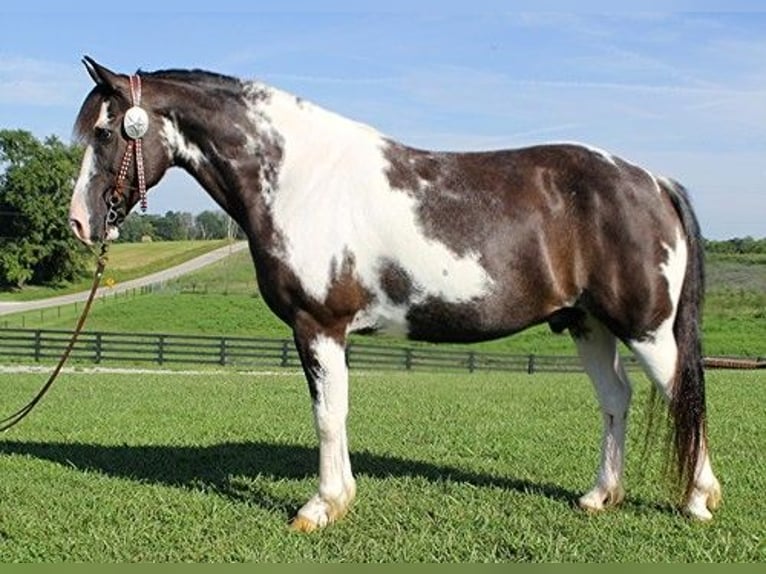 Cob Irlandese / Tinker / Gypsy Vanner Castrone 11 Anni 147 cm Tobiano-tutti i colori in Somerset