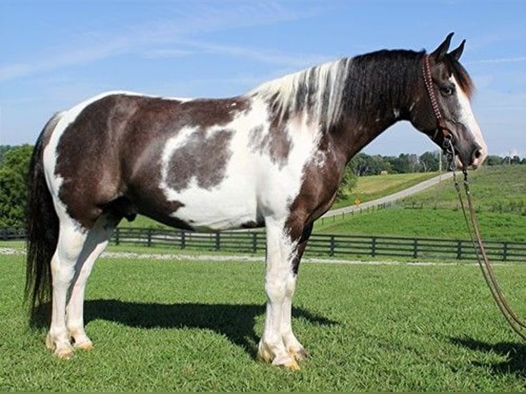 Cob Irlandese / Tinker / Gypsy Vanner Castrone 11 Anni 147 cm Tobiano-tutti i colori in Somerset