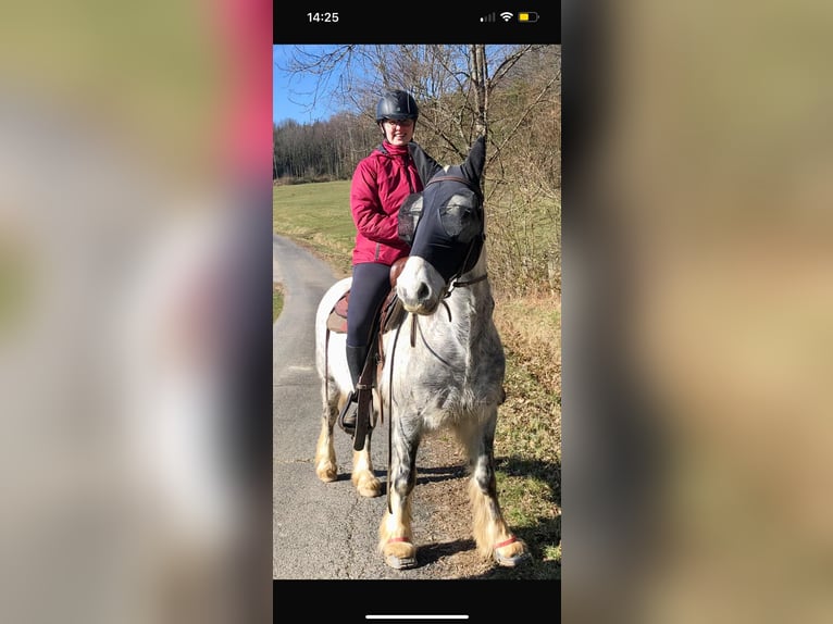 Cob Irlandese / Tinker / Gypsy Vanner Mix Castrone 11 Anni 150 cm Grigio pezzato in Eitorf