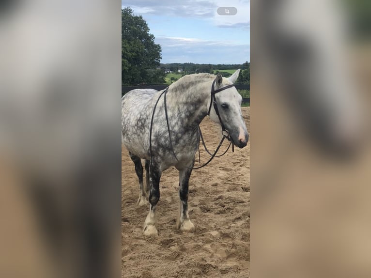 Cob Irlandese / Tinker / Gypsy Vanner Mix Castrone 11 Anni 150 cm Grigio pezzato in Eitorf