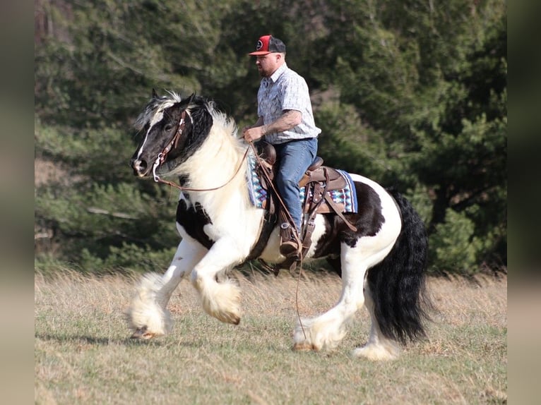 Cob Irlandese / Tinker / Gypsy Vanner Castrone 11 Anni 150 cm Tobiano-tutti i colori in Brodhead KY