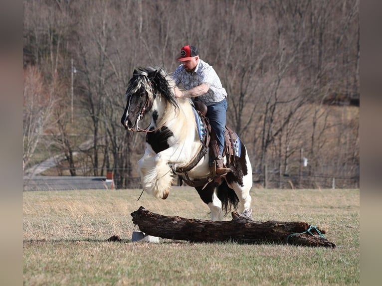 Cob Irlandese / Tinker / Gypsy Vanner Castrone 11 Anni 150 cm Tobiano-tutti i colori in Brodhead KY