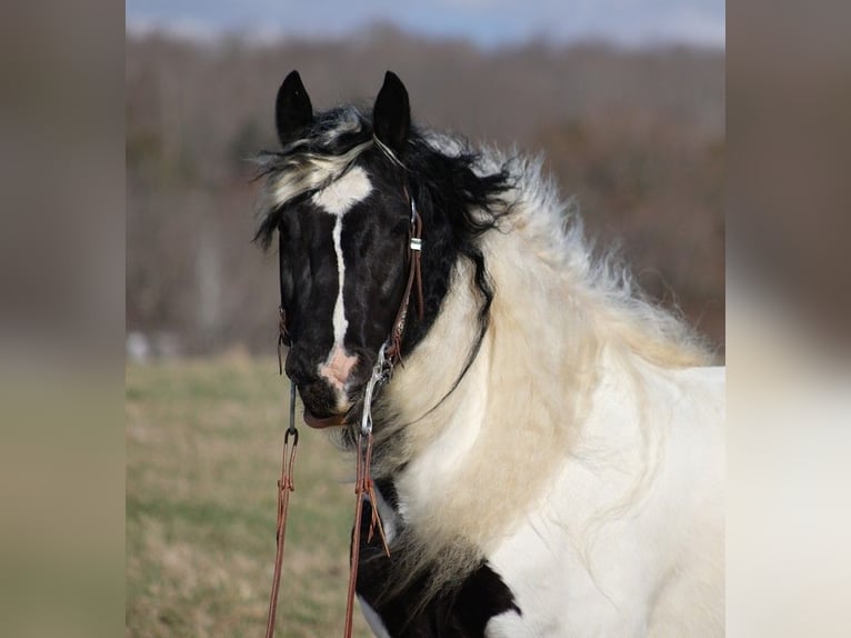 Cob Irlandese / Tinker / Gypsy Vanner Castrone 11 Anni 150 cm Tobiano-tutti i colori in Brodhead KY