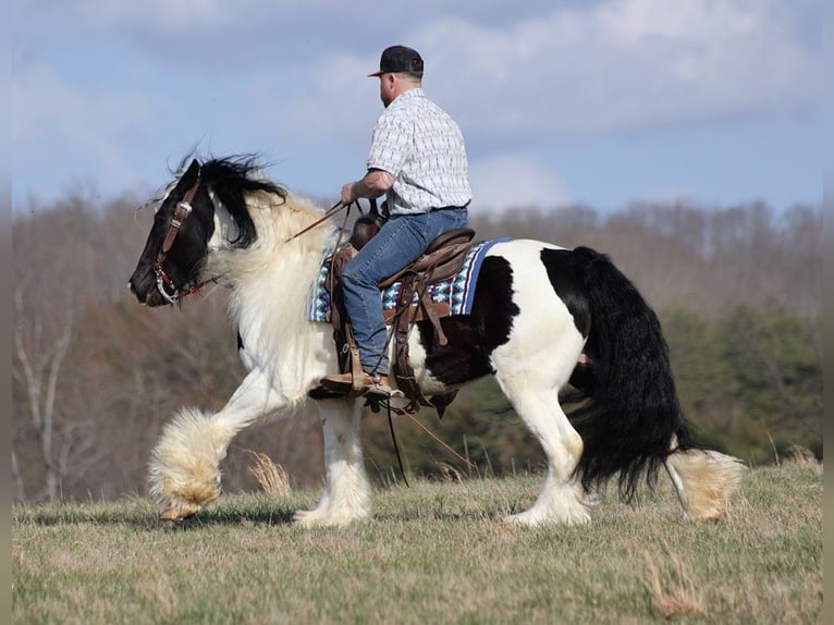 Cob Irlandese / Tinker / Gypsy Vanner Castrone 11 Anni 150 cm Tobiano-tutti i colori in Brodhead KY