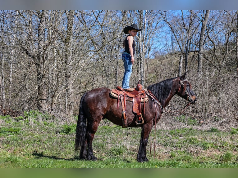 Cob Irlandese / Tinker / Gypsy Vanner Castrone 11 Anni 152 cm Baio ciliegia in Flemingsburg, KY