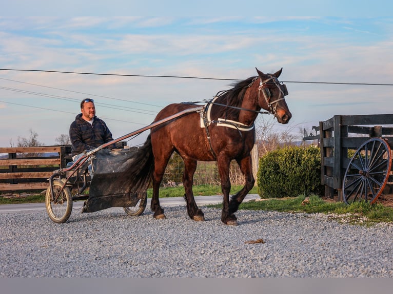 Cob Irlandese / Tinker / Gypsy Vanner Castrone 11 Anni 152 cm Baio ciliegia in Flemingsburg, KY