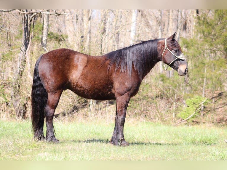 Cob Irlandese / Tinker / Gypsy Vanner Castrone 11 Anni 152 cm Baio ciliegia in Flemingsburg, KY