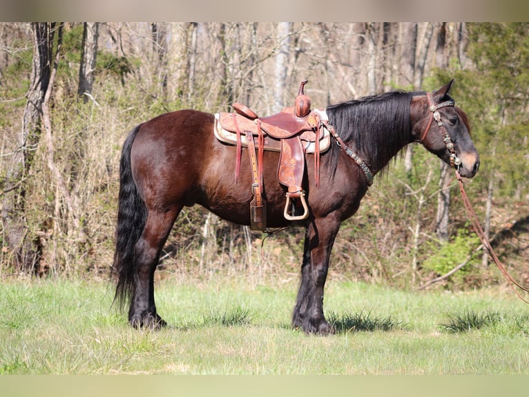 Cob Irlandese / Tinker / Gypsy Vanner Castrone 11 Anni 152 cm Baio ciliegia in Flemingsburg, KY