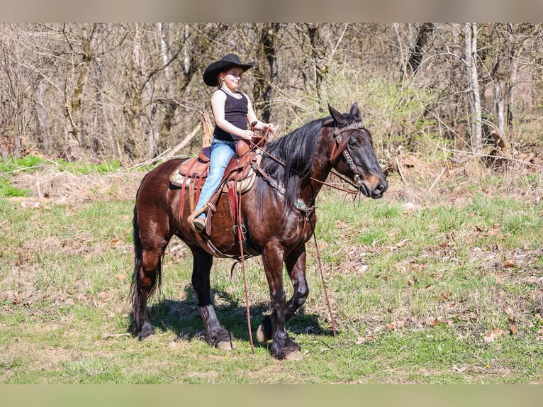 Cob Irlandese / Tinker / Gypsy Vanner Castrone 11 Anni 152 cm Baio ciliegia in Flemingsburg, KY