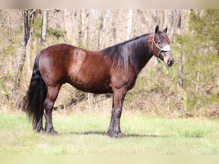 Cob Irlandese / Tinker / Gypsy Vanner Castrone 11 Anni 152 cm Baio ciliegia in Flemingsburg, KY