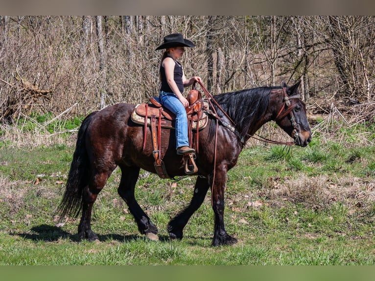 Cob Irlandese / Tinker / Gypsy Vanner Castrone 11 Anni 152 cm Baio ciliegia in Flemingsburg, KY