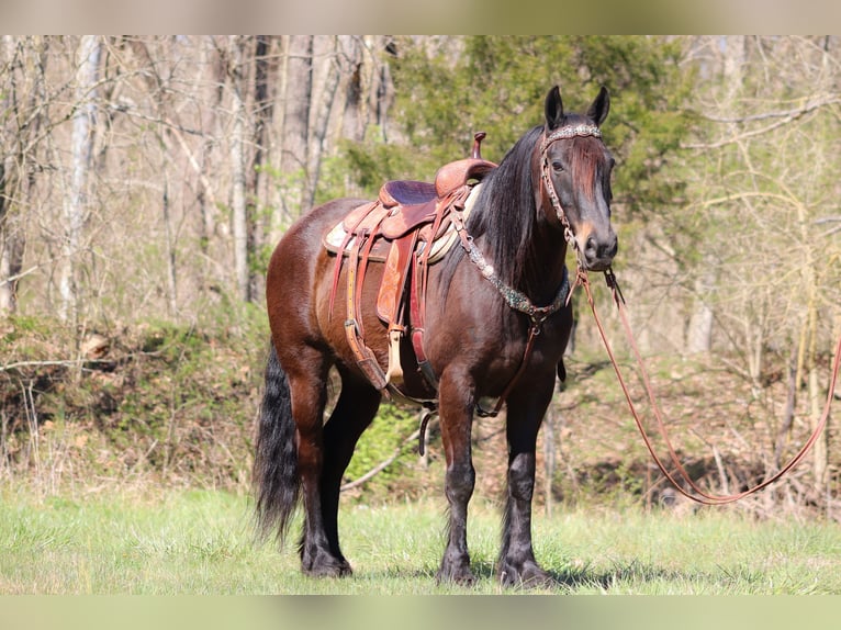 Cob Irlandese / Tinker / Gypsy Vanner Castrone 11 Anni 152 cm Baio ciliegia in Flemingsburg, KY