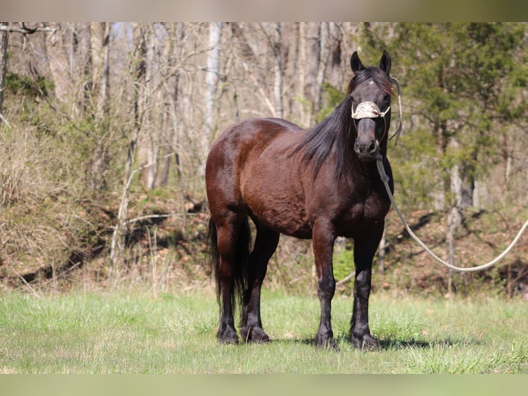 Cob Irlandese / Tinker / Gypsy Vanner Castrone 11 Anni 152 cm Baio ciliegia in Flemingsburg, KY