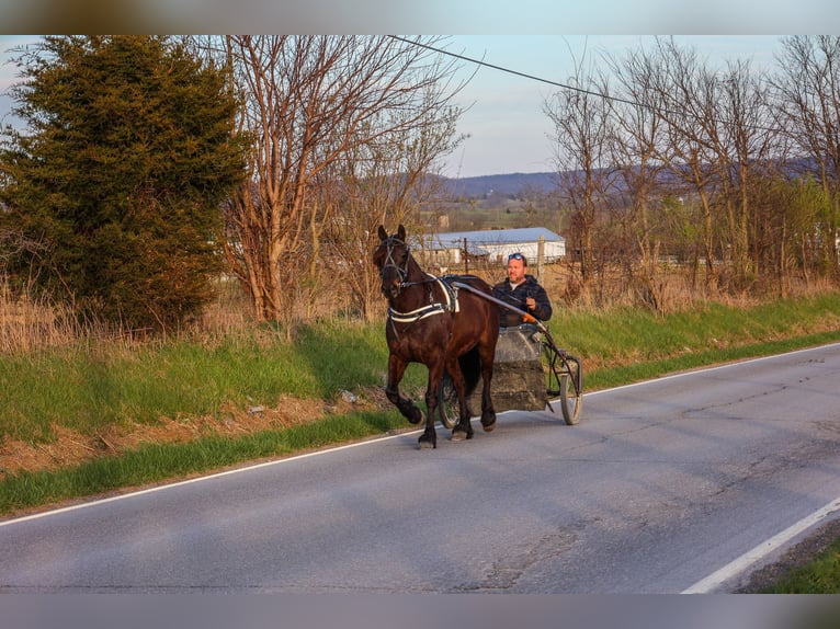 Cob Irlandese / Tinker / Gypsy Vanner Castrone 11 Anni 152 cm Baio ciliegia in Flemingsburg, KY