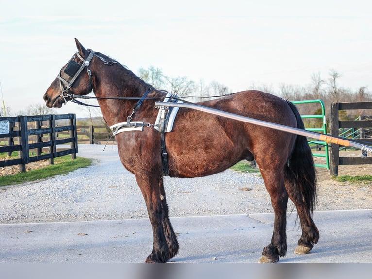 Cob Irlandese / Tinker / Gypsy Vanner Castrone 11 Anni 152 cm Baio ciliegia in Flemingsburg, KY