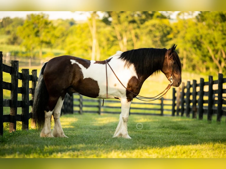 Cob Irlandese / Tinker / Gypsy Vanner Mix Castrone 11 Anni 152 cm in Lebanon, PA