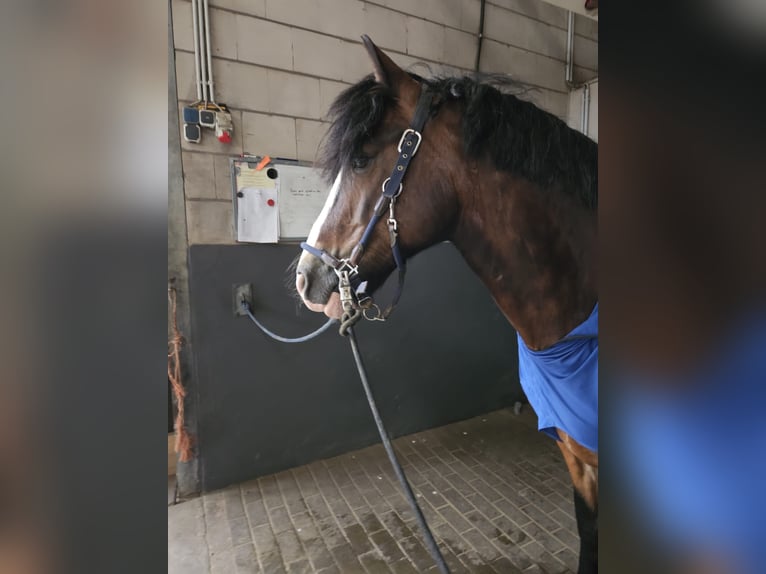 Cob Irlandese / Tinker / Gypsy Vanner Mix Castrone 11 Anni 157 cm Baio in Essen