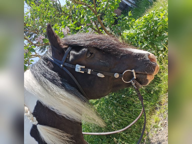 Cob Irlandese / Tinker / Gypsy Vanner Mix Castrone 11 Anni 165 cm Pezzato in Trusetal