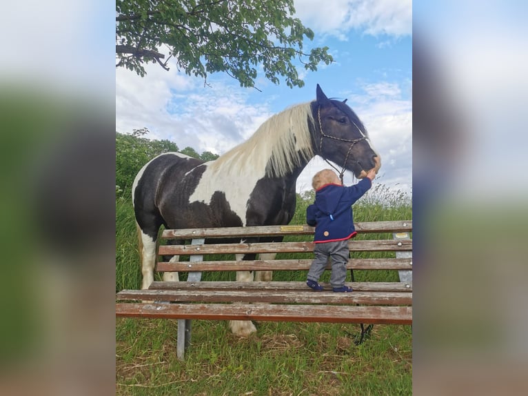 Cob Irlandese / Tinker / Gypsy Vanner Mix Castrone 11 Anni 165 cm Pezzato in Trusetal